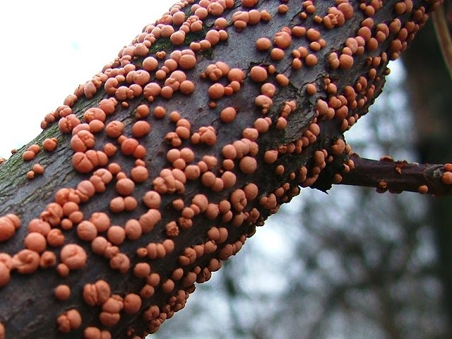 Nectria cinnabarina