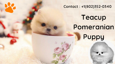 Teacup-Pomeranian-Puppy