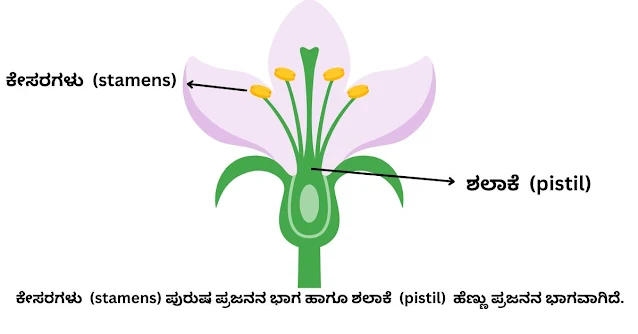 7th Sasyagalalli Santanotpatti Notes in Kannada.