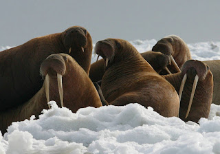 Photo of walruses.