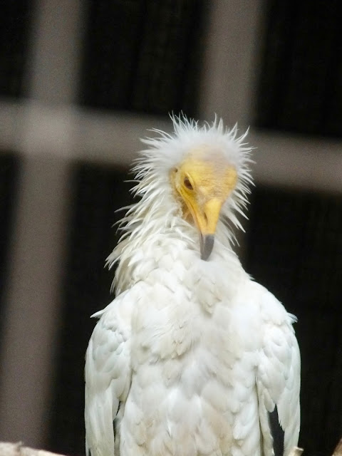 Egyptian Vulture