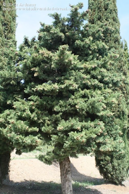 http://www.biodiversidadvirtual.org/herbarium/Cupressus-sempervirens-L.-var.-horizontalis-%28Mill.%29-Loudon-img277084.html