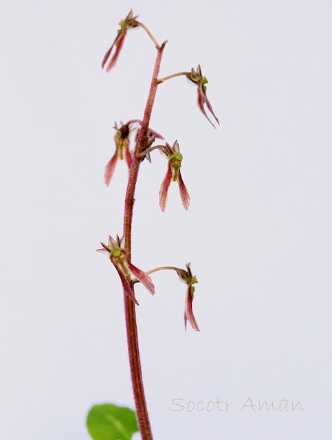 Neottia japonica