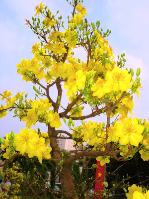 Hoa mai vàng - Đặc trưng cái tết Miền Nam