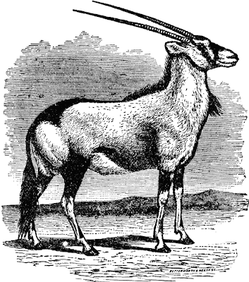 Gemsbok-Oryx