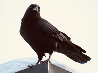 Crows, ravens, and other Corvidae were the subject of a report. It used circular reasoning and other bad logic that should insult thinking people.