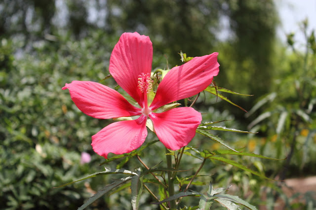 Scarlet Rosemallow Flowers Pictures