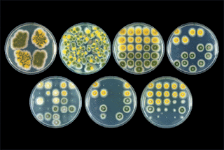 ciri Reproduksi Manfaat Struktur Sel Contoh  Pintar Pelajaran Aspergillus spp. : Fungi Ciri-ciri Reproduksi Manfaat Struktur Sel Contoh