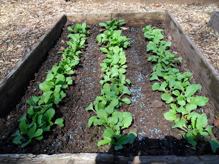 Radish