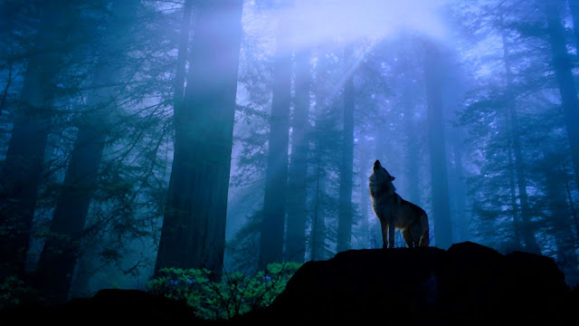 Howling wolf in forest HD Wallpaper