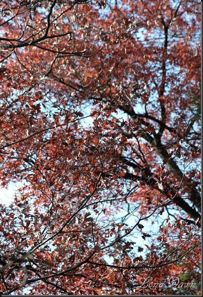 Fall_Russet