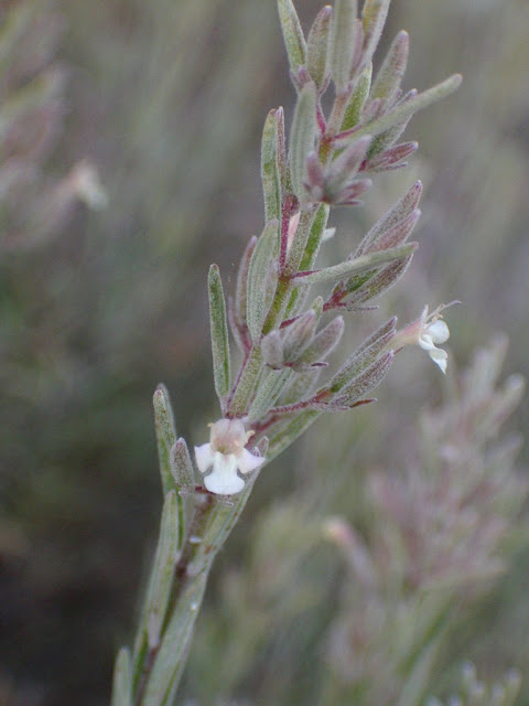 Micromeria tenuis subsp. tenuis var. tenuis 01