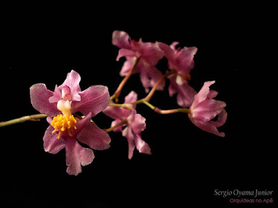 Orquídea Oncidium