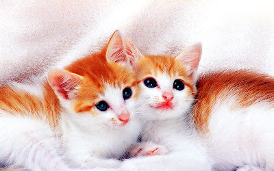 Cute kittens - photoforu.blogspot.com