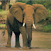 Elephants stay pregnant for 22months