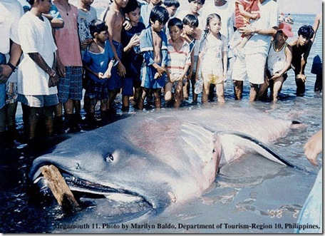 Megamouth Shark Philippines