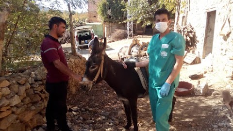 Bozkır’da Şap Aşılamasıyla at, eşek ve katırlara çip takıldı.  