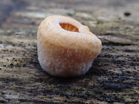 boczniaczek pomarańczowożółty (Phyllotopsis nidulans)
