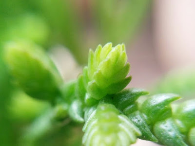 [最も欲しかった] 多肉 植物 若緑 347727
