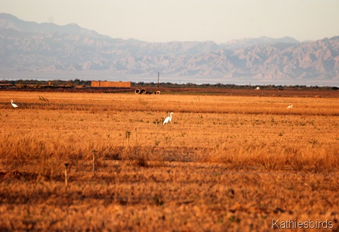 4. DSC_0085 field full of birds-kab