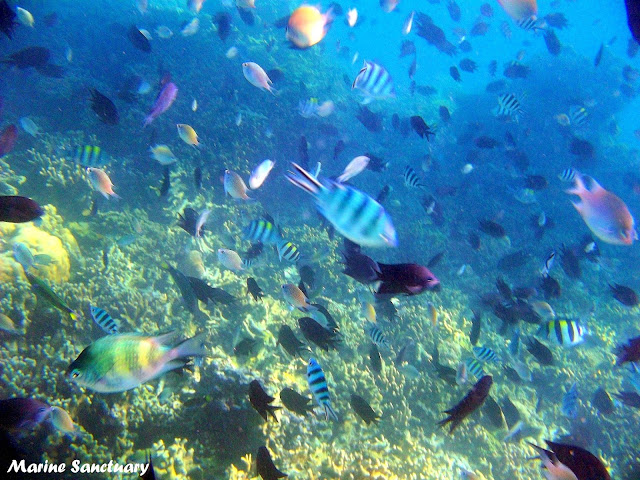 marine+sanctuary+coron+palawan.jpg