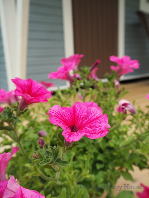 lingonberryhouse, quest house, leisure home, flower, kukka, mökki, vierasmökki