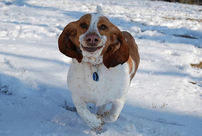 Running Basset Hounds Seen On www.coolpicturegallery.us