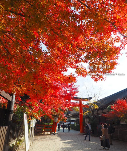京都 下鴨神社･西参道の紅葉
