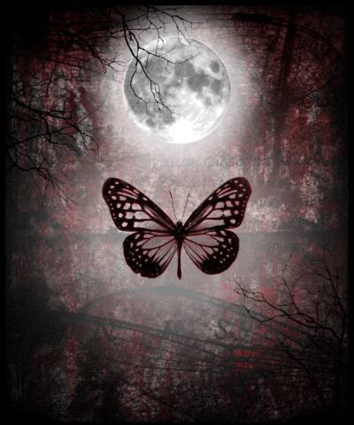 The Gothic Butterfly June