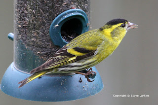 Male Siskin