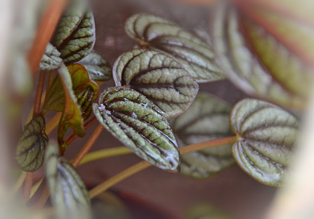 Close-up of small plant enclosed in a plastic bag for humidity. Leaves are almost valentine heart shaped with dark veins radiating out and down from the attachment to the petiole (leaf stem), the leaf surfaces between the dark veins are raised and silvery with drops of water from a recent misting.