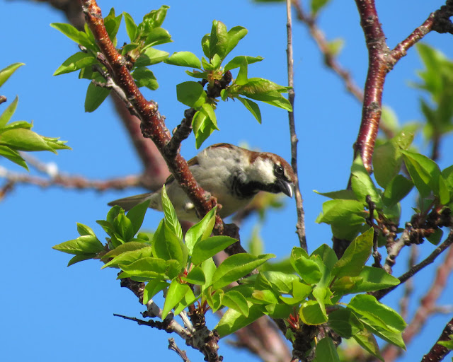 Sparrow on a tree, Spianata del Molo Mediceo, Livorno