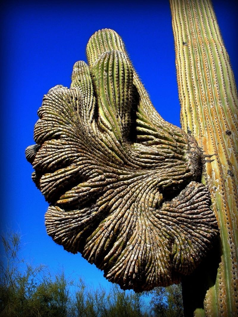 Crested Saguaro Cactus | Amusing Planet