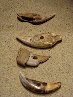 amulety - ząb niedźwiedzia (Ujście), kły dzików (Ląd oraz dwa z Gniezna)