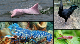 8 common animals with a color you won't believe is real