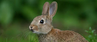 Hare fried in breadcrumbs