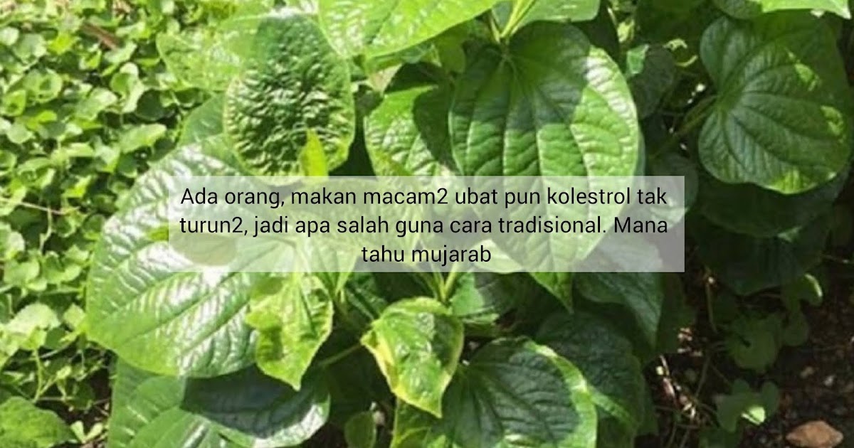 Khasiat Daun Kaduk Untuk Menurunkan Kolestrol Secara 