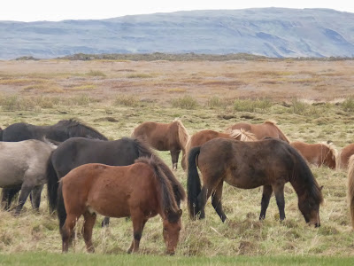 Icelandic horses