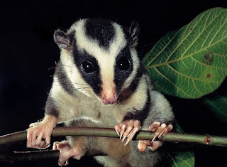 Tate's Triok Striped Possum. Papua Endemic Species