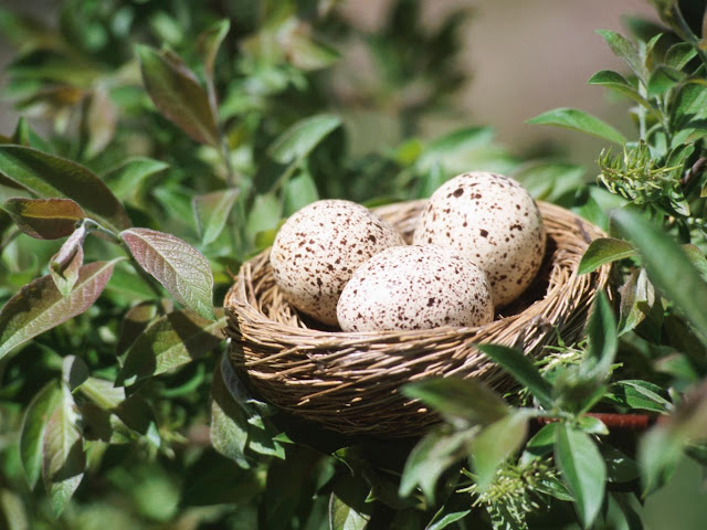 Birds Nest With Eggs