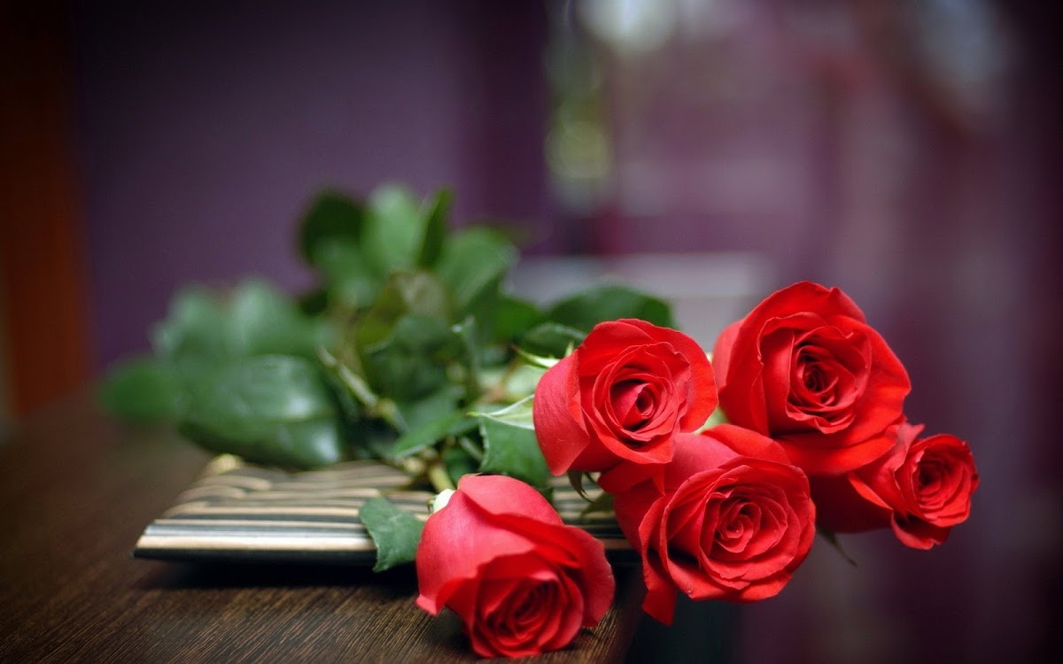 Red Rose Widescreen HD Wallpaper 10