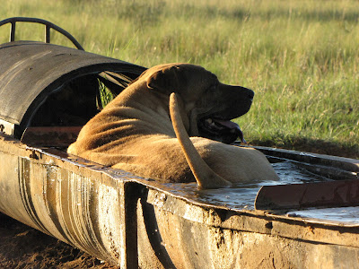 This is Domino, my Shar Pei / Boerboel crossbreed dog. A run in the game camp chasing after buck takes it's toll on the poor girl. Time to cool off!