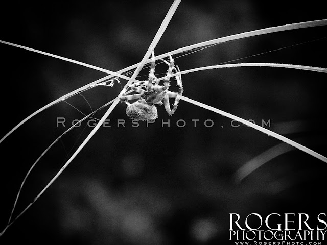 Rogers Photography photographed Miss Spiders Web in Guilford, CT. Little Blue Photo Booth provided hours of photo booth fun. CT wedding photography, portraits, maternity and Little Blue Photo Booth rentals for Connecticut weddings, parties, proms, bar mitzvahs, bat mitzvahs, corporate events , fund raisers, anything you can think of.