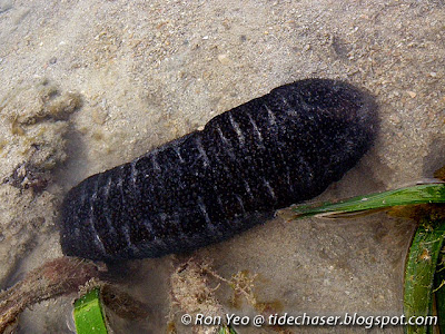 sandfish sea cucumber (Holothuria scabra)