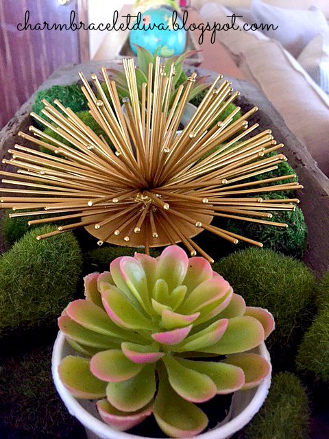 Succulent and Target Sea Urchin display