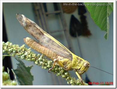 Valanga nigricornis_Javanese Grasshopper_belalang kayu 13
