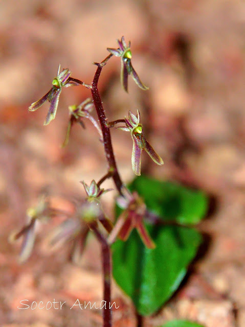 Neottia japonica