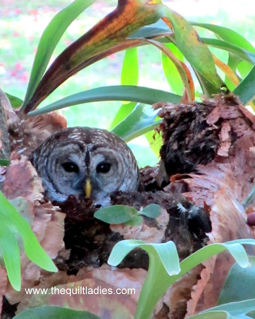 Who...Do I See, Owl in a nest photograph by Beth Ann Strub.