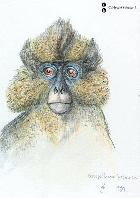 sketch of Crowned Guenon (ape)