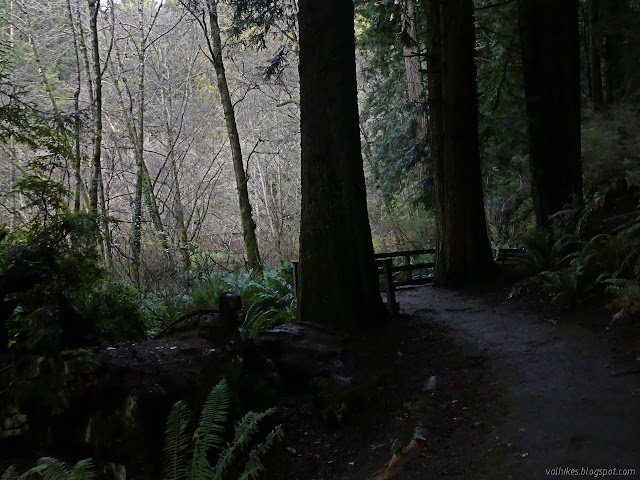 path just inside trees past a bench